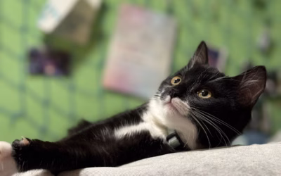 Benediktík odjel do nového domova