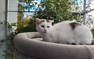 Makadamka se nahřívá