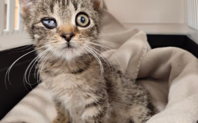 Nový příjem – Fanoušek