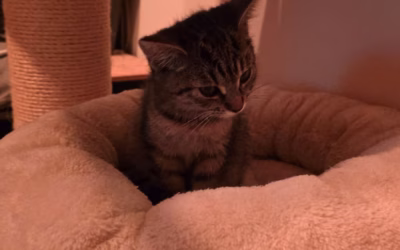 Do nového domova odjela Marlenka