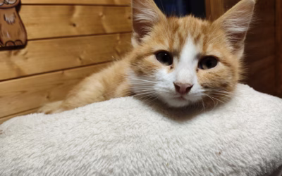 Foxík přeje dobrou noc!