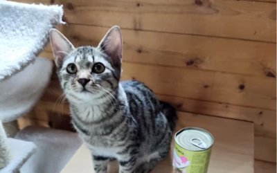 Kocourek týdne: Ríšánek