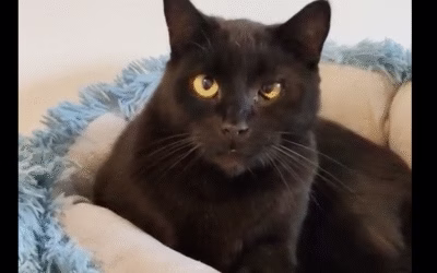 Povídání o Muffinkovi