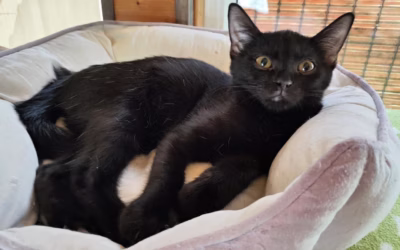 Kubíček hledá nový domov