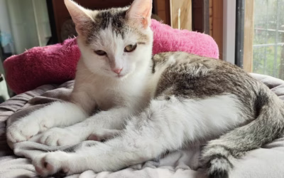 Lesní koťátko Leonek