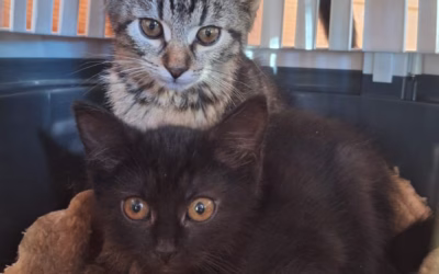 Máša a Míša odjely do nového domova