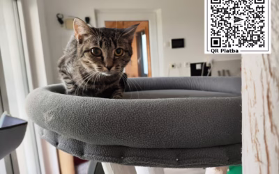 Kočička týdne: Alžbětka