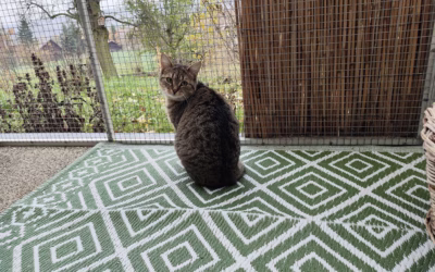 Hodná Lucinka čeká na svůj domov