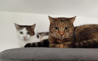 Dobrou noc ze Strašeckého depozita