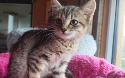 Kočička týdne: Mína