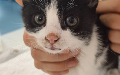 Maličká Zuzanka na operaci