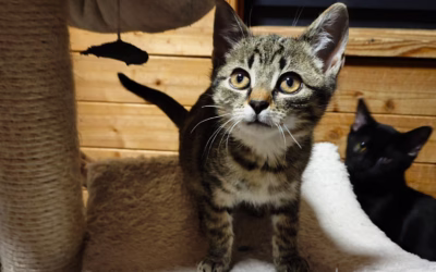 Mazlivé kočičky z depozita