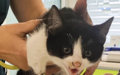 Nový příjem – Zuzanka