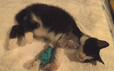 Zuzanka je po operaci