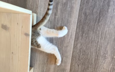 Leonek loví míček