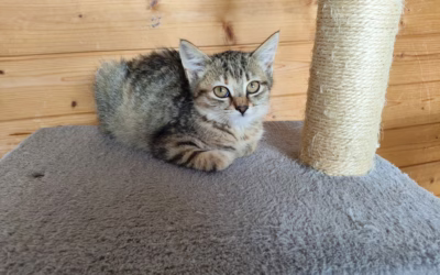 Kočička týdne: Mína