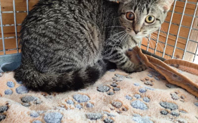 Nedobré zprávy o Alžbětce