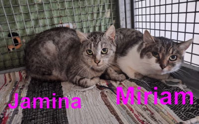 Kastrační program – Miriam a Jamina