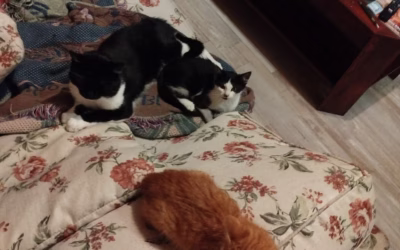 Foxík a Zoránek odjeli do nového domova