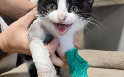 Neskutečná Zuzanka