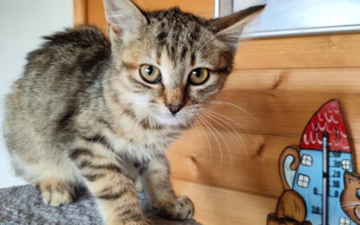 Kočička týdne: Mína