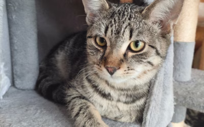 Krásný Ríšánek stále svůj domov nenašel