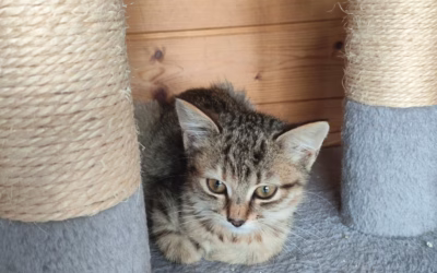 Kočička týdne: Mína