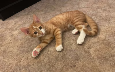 Piškotek má nový domov