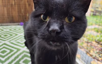 Paprička hledá domov