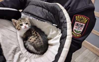 Nový příjem – Pavlínka