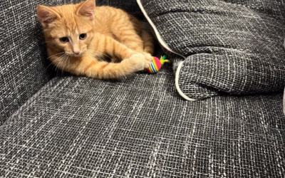 Do nového domova odjela Zlatuška