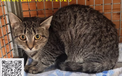 Kočička týdne: Alžbětka