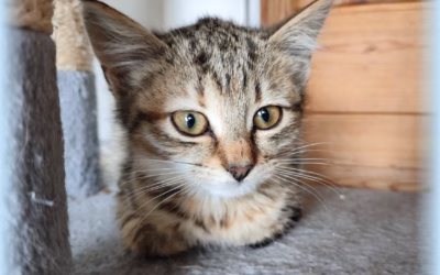 Kočička týdne: Mína