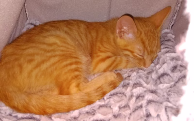 Šafránek odjel do nového domova