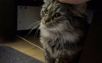 Do nového domova odjela Dorotka