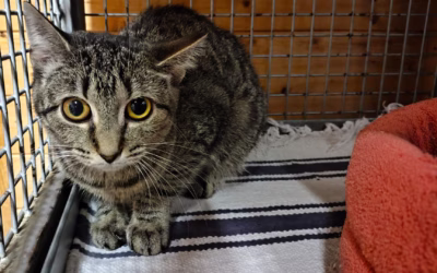 Kočička týdne: Alžbětka