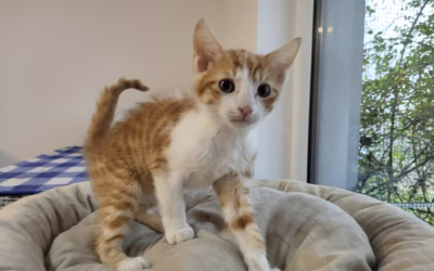 Samík přeje krásnou sobotu