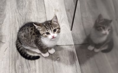 Nebyla by šunčička?