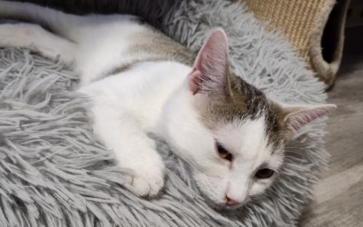 Leonek přeje dobrou noc