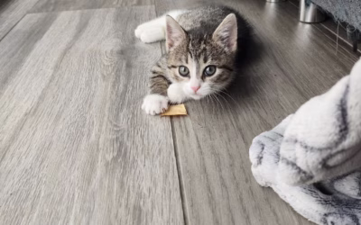 Jaká je nejlepší hračka na světě?