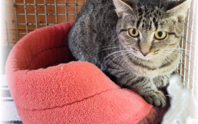 Kočička týdne: Alžbětka