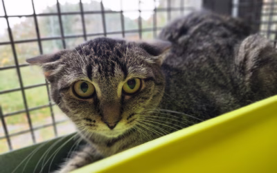 Kočička týdne: Alžbětka