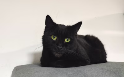 Kočička Borovička