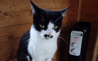 Kočička týdne: Berenika