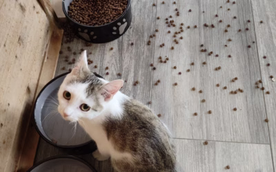 Granule nám samy skáčou z misky!