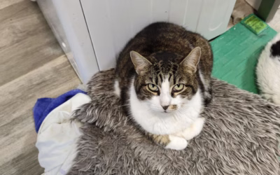 Princezna na hrášku