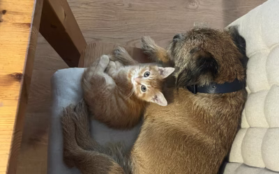 Do nového domova odjel také Sebastiánek