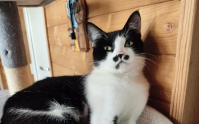 Kočička týdne: Berenička