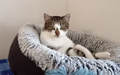 Krásný Sobriňo hledá nový domov