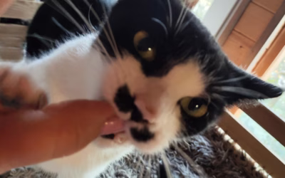 Kočička týdne: Berenička